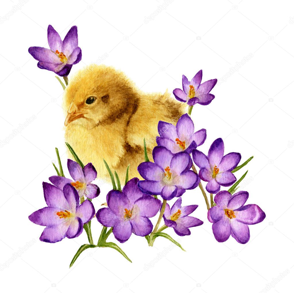 Picture of a fluffy chicken among crocuses hand painted in watercolor