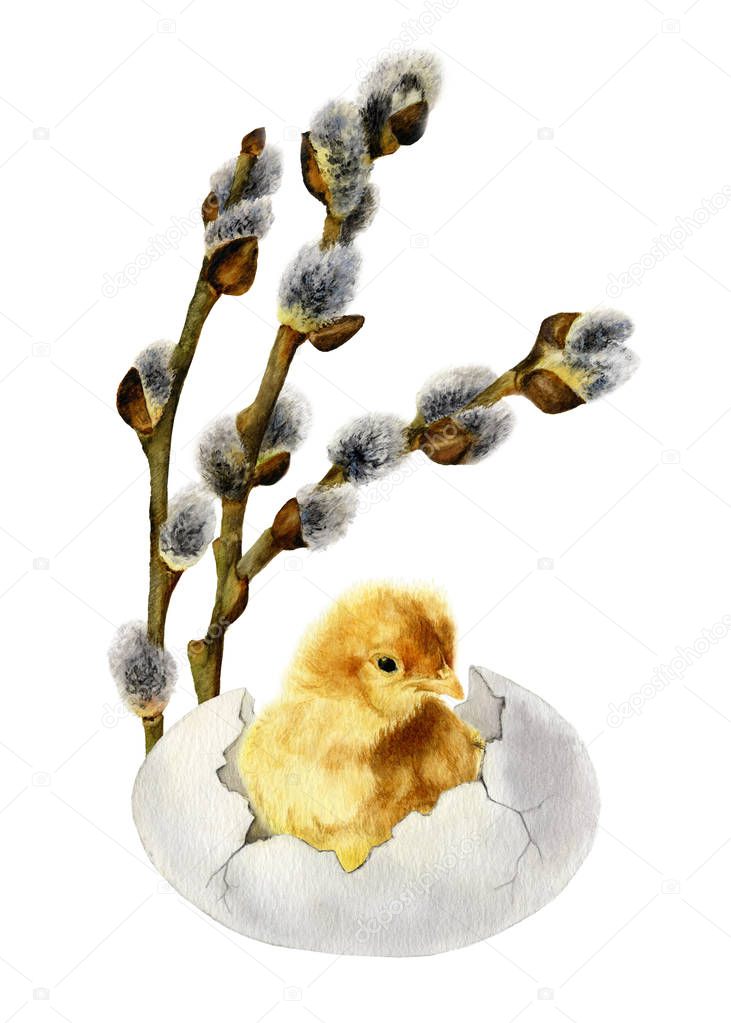 Picture of a fluffy chicken in the cracked egg with the blossoming willow branches hand painted in watercolor. The symbol of spring, new life, nature's awakening and Easter celebration. 