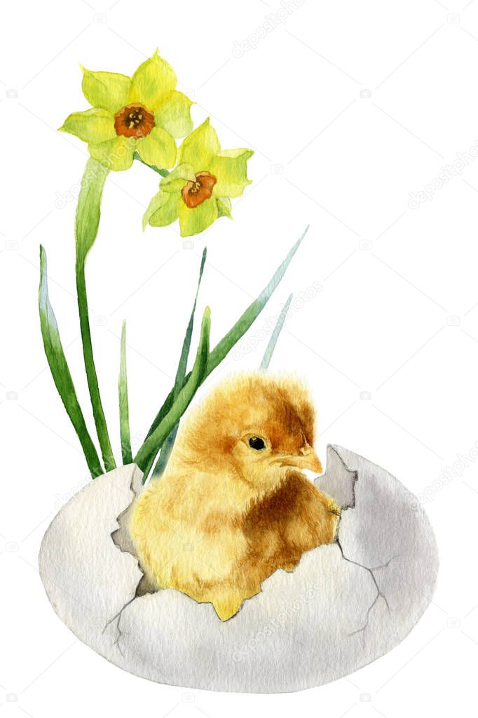Picture of a fluffy chicken in the cracked egg with a narcissus (daffodil) hand painted in watercolor