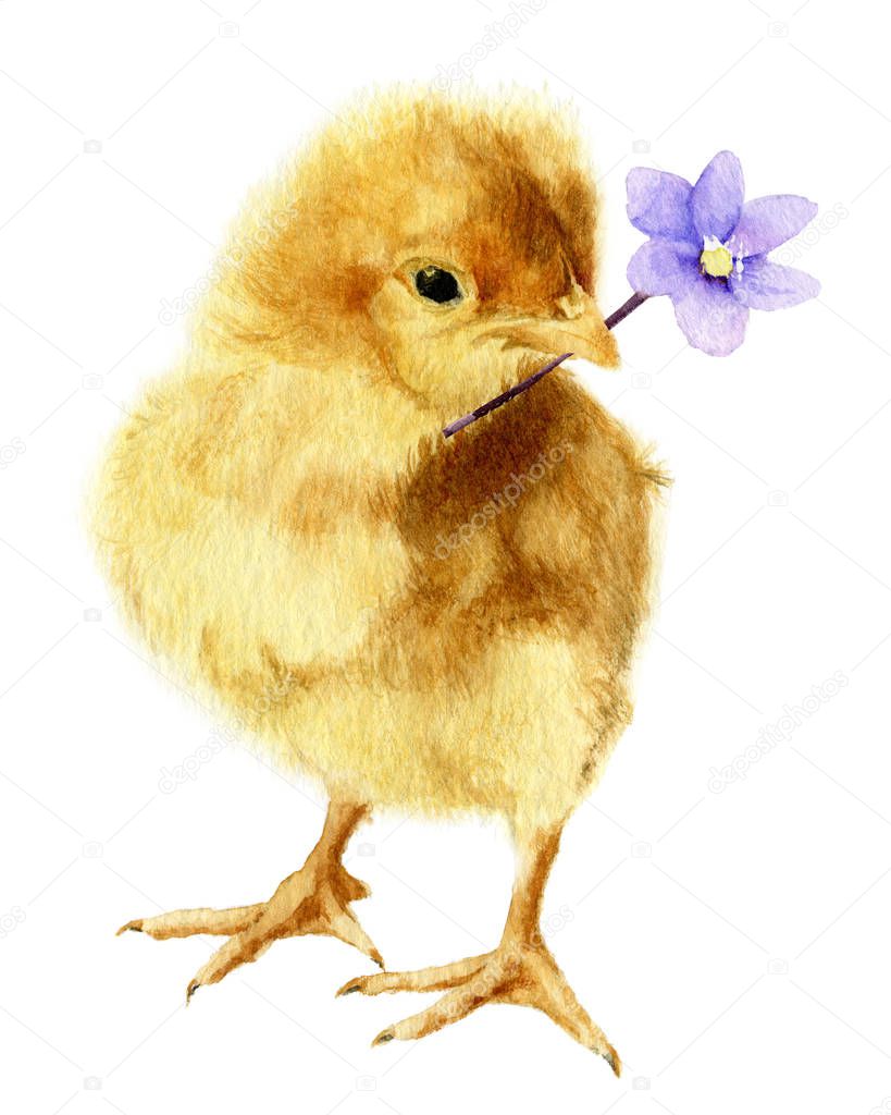 Picture of a fluffy chicken with a light-blue flower (hepatic flower) in its beak hand painted in watercolor.