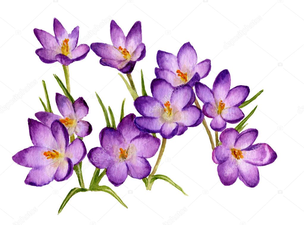 Picture of crocuses hand painted in watercolor. The symbol of spring and nature's awakening. 