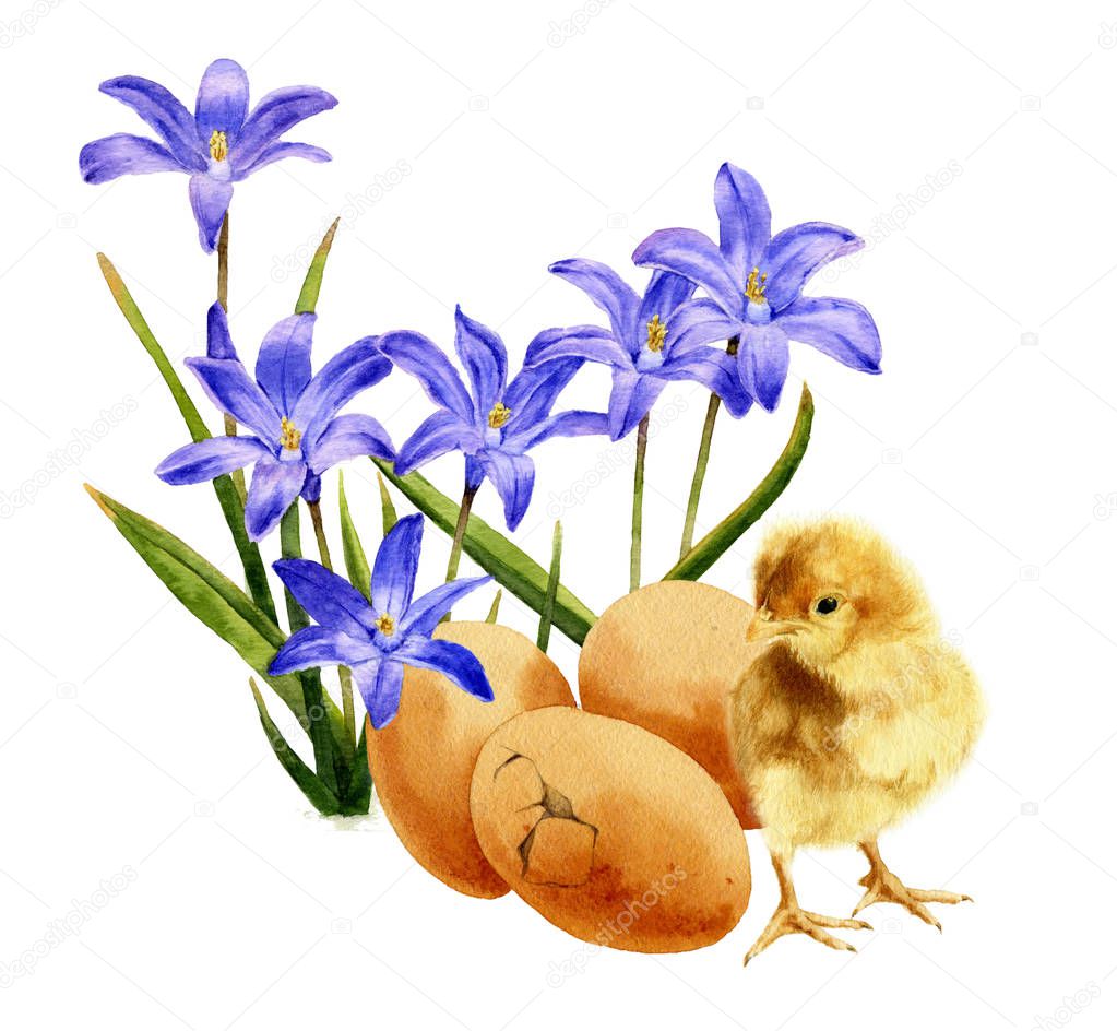 Picture of a fluffy chicken near the cracked eggs and dark-blue flowers (bluebells) hand painted in watercolor. 