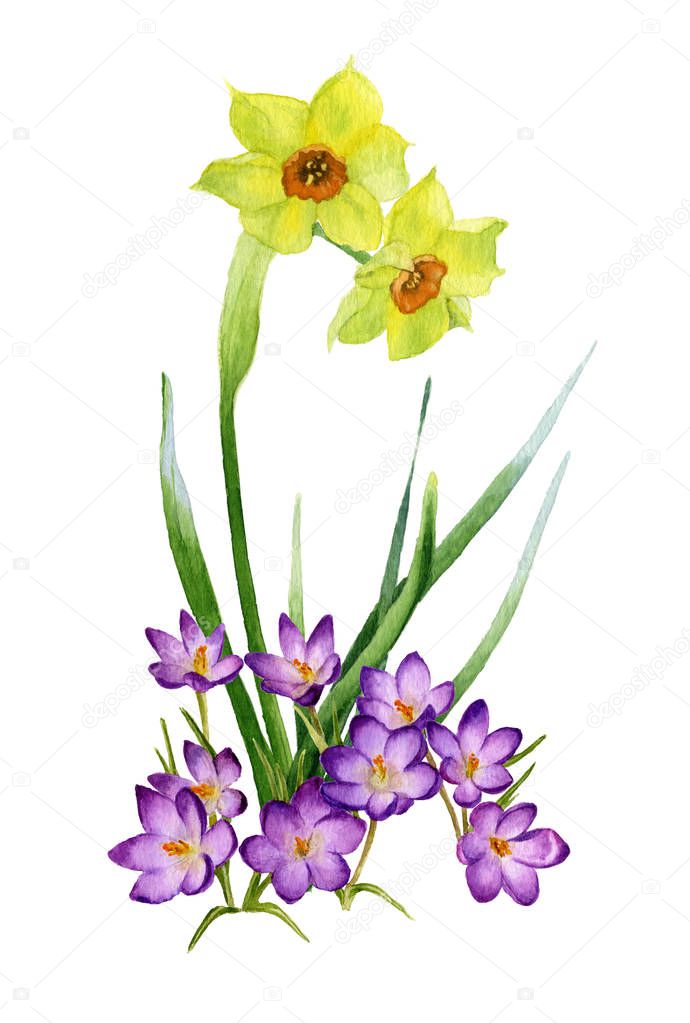 Picture of trumpet daffodill (yellow narcissus) and crocuses hand painted in watercolor.