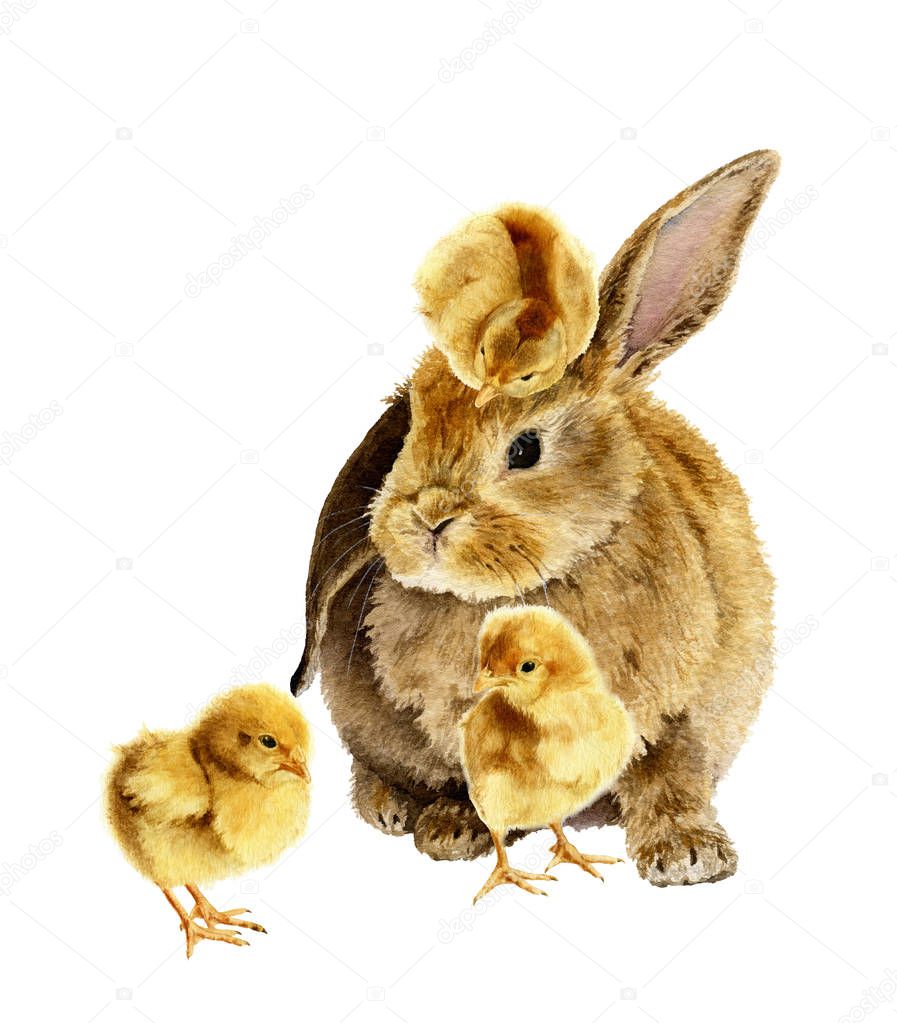 Picture of fluffy chickens and cute furry rabbit hand drawn in watercolor isolated on a white background