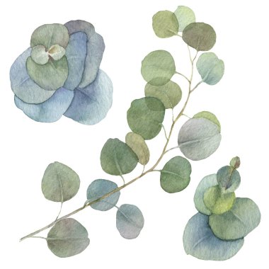 Beyaz bir arka plan üzerinde izole suluboya çizilmiş yeşil yaprakları ile pitoresk okaliptüs dalı. Davetiyeler, tebrik kartları oluşturmak için çiçek unsuru. Suluboya botanik illüstrasyon