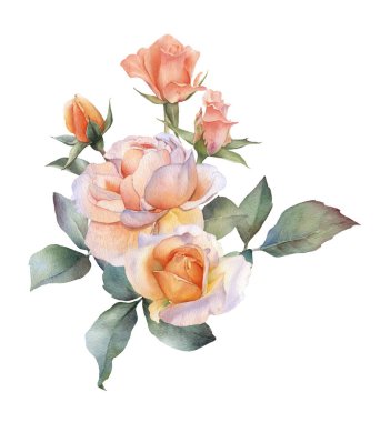 Pitoresk çay güller çiçekler, gül tomurcukları ve beyaz bir arka plan üzerinde izole yaprakları ile el çizilmiş suluboya düzenleme. Düğün davetiyeleri, tebrik kartları, desenler için çiçek botanik illüstrasyon