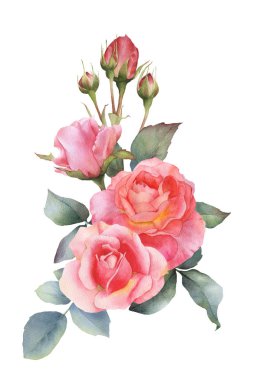 Pitoresk çay güller çiçekler, gül tomurcukları ve beyaz bir arka plan üzerinde izole yaprakları ile el çizilmiş suluboya düzenleme. Düğün davetiyeleri, tebrik kartları, desenler için çiçek botanik illüstrasyon