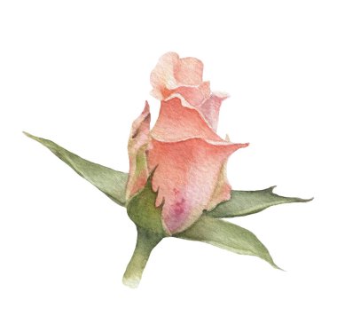 Beyaz bir arka plan üzerinde izole suluboya çizilmiş tomurcuk el pitoresk pembe gül çiçeği. Botanik illüstrasyon