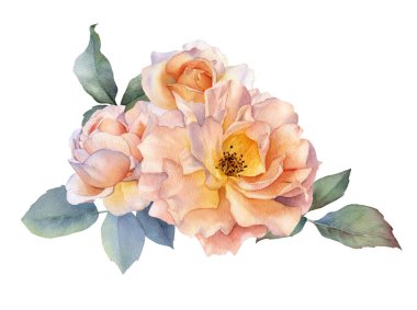 Pitoresk çay güller çiçekler, gül tomurcukları ve beyaz bir arka plan üzerinde izole yaprakları ile el çizilmiş suluboya düzenleme. Düğün davetiyeleri, tebrik kartları, desenler için çiçek botanik illüstrasyon