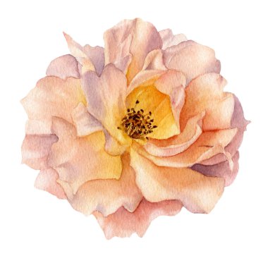 Beyaz bir arka plan üzerinde izole pitoresk sarı gül çiçeği ve yeşil yaprakları ile el çizilmiş suluboya düzenleme. Düğün davetiyeleri için çiçek illüstrasyon, tebrik kartları. Botanik illüstrasyon