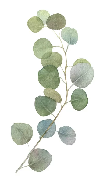 배경에 수채화로 그려진 잎이있는 유칼립투스 인사말 카드를 만들기위한 수채화 일러스트 — 스톡 사진