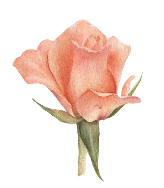 Picturesque Pink Rose Flower Bud Hand Drawn Watercolor Isolated White — Stock Photo, Image