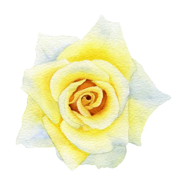 絵のように美しい黄色のバラの花と緑の葉が白い背景に隔離された手描きの水彩画の配置 結婚式の招待状 グリーティングカードのための花のイラスト 植物イラスト — ストック写真