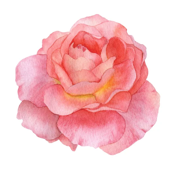 Pittoreska Rosa Ros Blomma Knopp Hand Dras Akvarell Isolerad Vit — Stockfoto