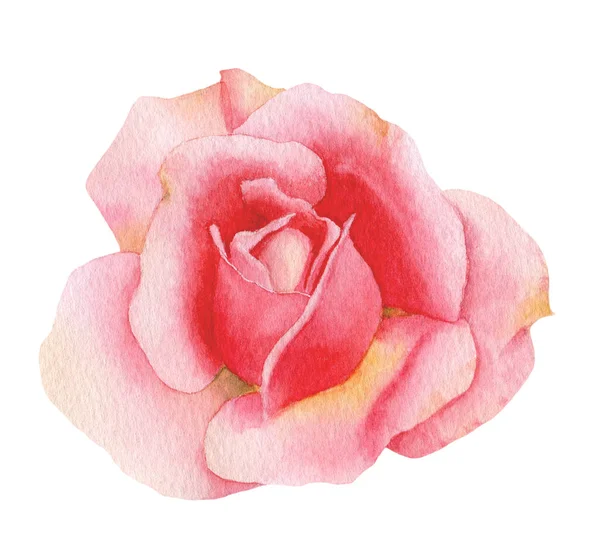 Pintoresca Flor Rosa Brote Dibujada Mano Acuarela Aislada Sobre Fondo —  Fotos de Stock
