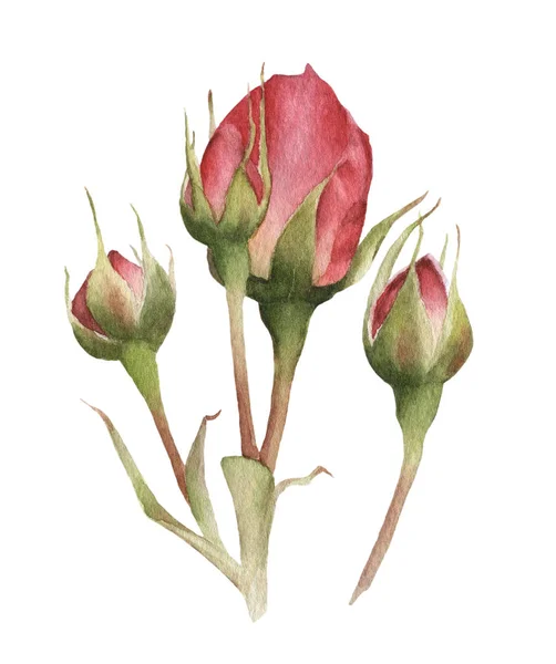Festői Csoport Vörös Rosebuds Kézzel Készült Akvarell Izolált Fehér Alapon — Stock Fotó