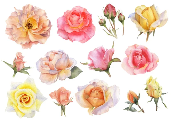 Set of picturesque  roses flowers, roses buds, branches and leaves hand drawn in watercolor isolated on a white background.Ideal for creating floral arrangements for invitations, cards and patterns