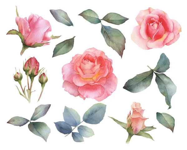 Set of picturesque  roses flowers, roses buds, branches and leaves hand drawn in watercolor isolated on a white background.Ideal for creating floral arrangements for invitations, cards and patterns