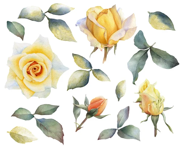 Σετ Από Γραφικά Κίτρινα Τριαντάφυλλα Λουλούδια Τριαντάφυλλα Μπουμπούκια Κλαδιά Και — Φωτογραφία Αρχείου