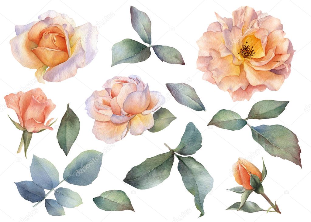 Set of picturesque yellow roses flowers, roses buds, branches and leaves hand drawn in watercolor isolated on a white background.Ideal for creating floral arrangements for invitations, cards and patterns