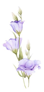 Beyaz bir arka plan üzerinde izole suluboya çizilmiş leylak bluebell (gentian) el Ihale dalı.