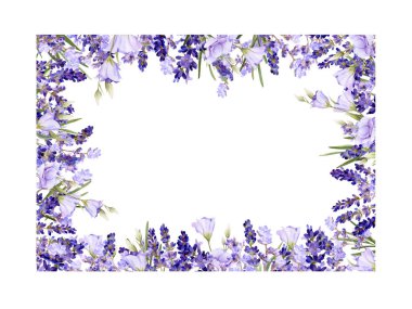Lavanta pitoresk kare çerçeve, bluebells, otlar el beyaz bir arka plan üzerinde izole suluboya çizilmiş.
