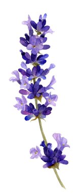 Lavanta dalı el beyaz bir arka plan üzerinde izole suluboya çizilmiş. Davetiyeler, tebrik kartları oluşturmak için idealdir