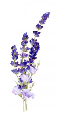Beyaz bir arka plan üzerinde izole suluboya çizilmiş lavanta ve bluebells el pitoresk buket.