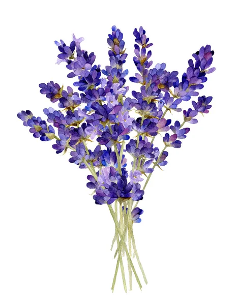 Zartes Bouquet Von Lavendel Hand Aquarell Gezeichnet Isoliert Auf Weißem — Stockfoto