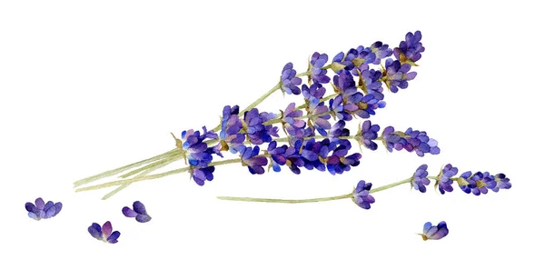 Lavendelstrauß Aquarell Gezeichnet Isoliert Auf Weißem Hintergrund — Stockfoto