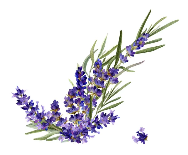 Arreglo Floral Lavanda Con Ramas Hojas Dibujadas Mano Acuarela Aislada —  Fotos de Stock