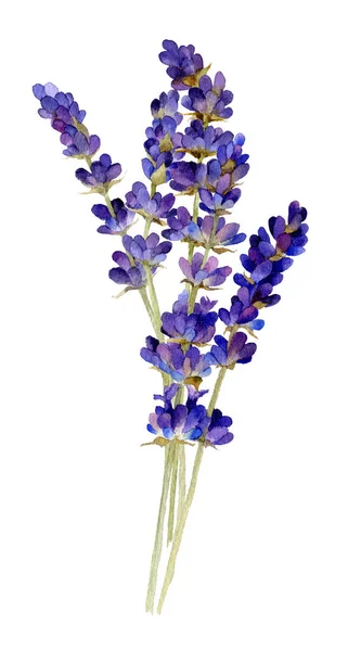 Zartes Bouquet Von Lavendel Hand Aquarell Gezeichnet Isoliert Auf Weißem — Stockfoto