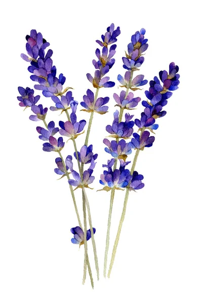 Zartes Bouquet Von Lavendel Hand Aquarell Gezeichnet Isoliert Auf Weißem — Stockfoto