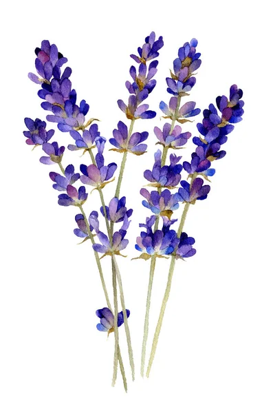 Tenero Bouquet Lavanda Disegnato Mano Acquerello Isolato Sfondo Bianco — Foto Stock