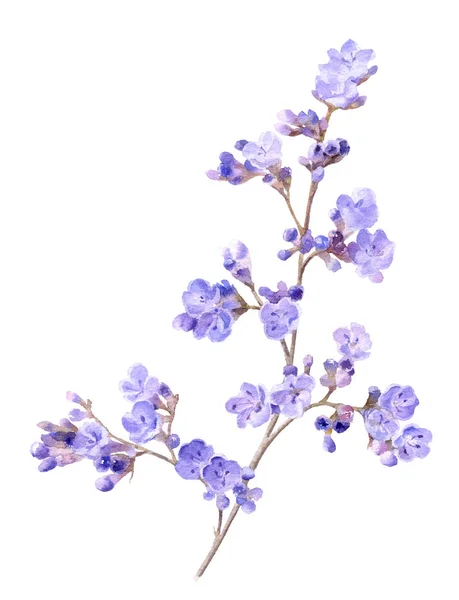 Gałąź Małymi Kwiatami Bzu Statice Kermek Ręcznie Narysowana Akwarelach Odizolowana Obrazek Stockowy