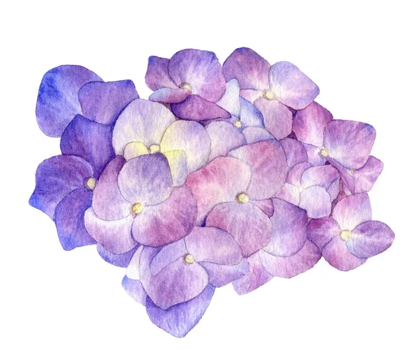淡紫色绣球花的花期 在白色背景上分离的水彩画 图库图片