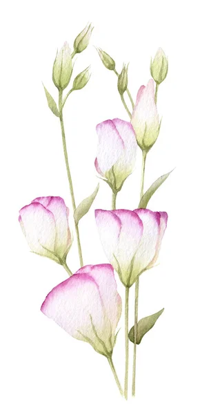 柔和的分支与粉红色的花朵 Lisianthus 手绘制在水彩隔离在白色背景 免版税图库图片