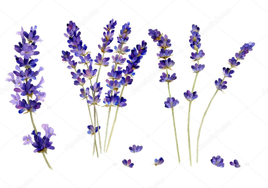 Lavender branches set hand drawn in watercolor isolated on a white background