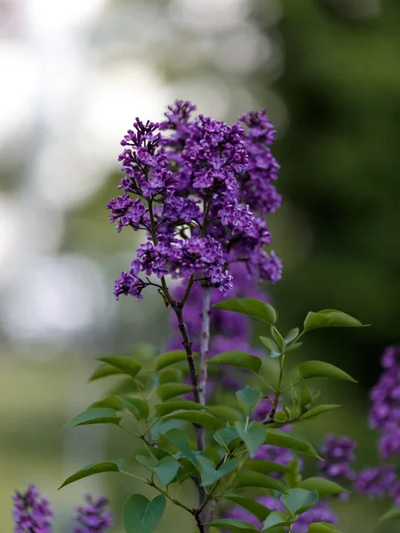 First Spring Flowers Fragrant Scent Lilac — Stock Photo, Image