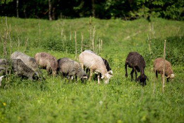 Koyun sürüsü yeşil çimlerde
