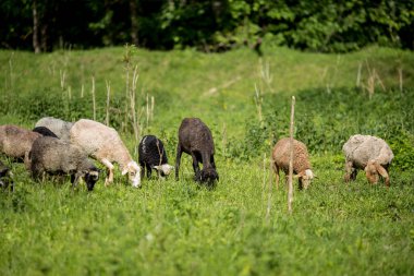 Koyun sürüsü yeşil çimlerde