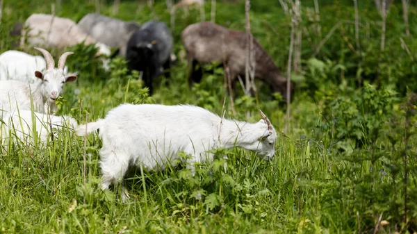 Goats Walk Green Grass Look Food — Stock Photo, Image