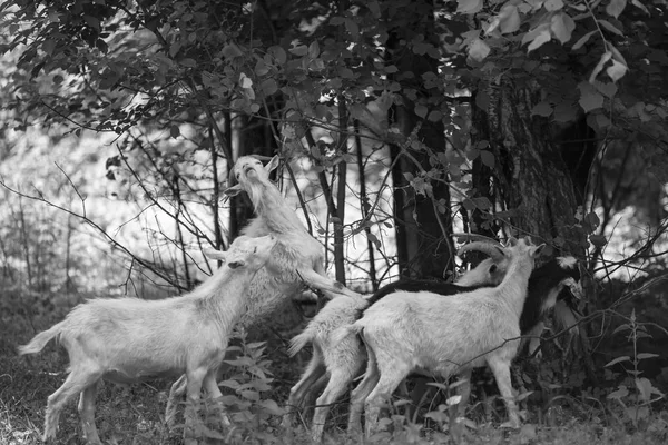 Cabras Que Caminham Grama Verde Procuram Comida — Fotografia de Stock