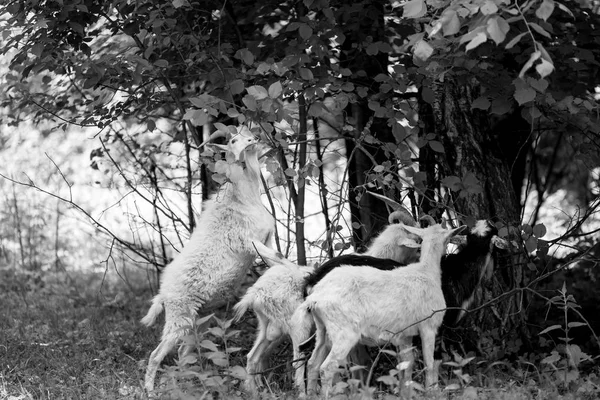 Kozy Które Chodzą Zielonej Trawie Patrzeć Jedzenie — Zdjęcie stockowe