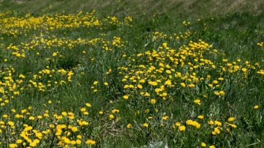 sarı dandelions yeşil çayır üzerinde erken baharda
