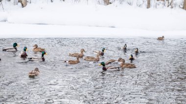 Rusya, Tataristan, Kazan. Kışın donma değil mavi göl kenarında yaban ördekleri kışlama