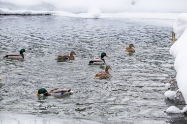 Rusya, Tataristan, Kazan. Kışın donma değil mavi göl kenarında yaban ördekleri kışlama