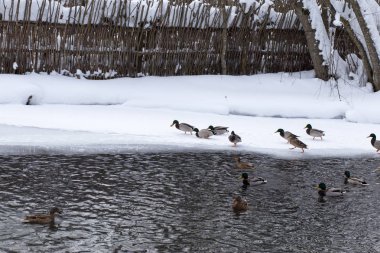 Rusya, Tataristan, Kazan. Kışın donma değil mavi göl kenarında yaban ördekleri kışlama
