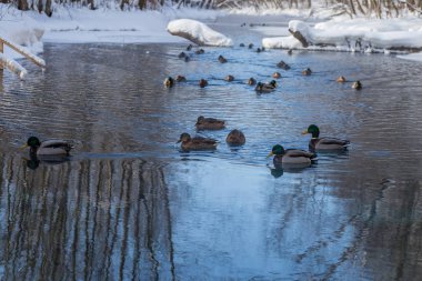 Rusya, Tataristan, Kazan. Kışın donma değil mavi göl kenarında yaban ördekleri kışlama