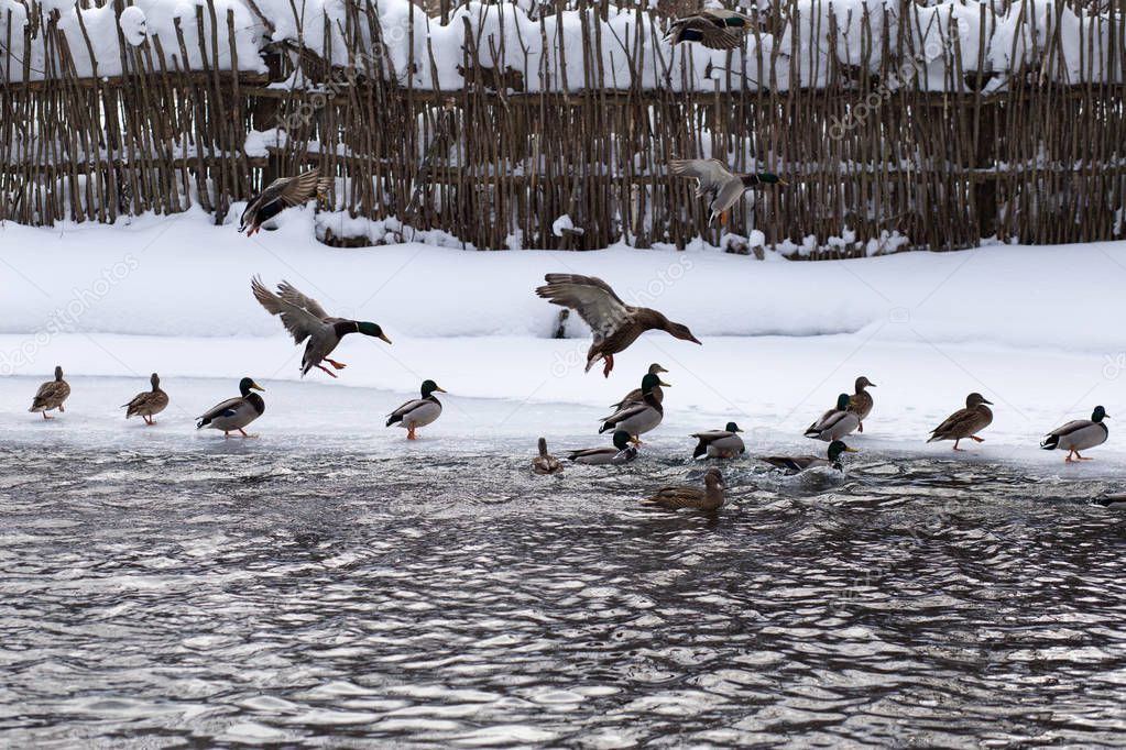 Russia, Tatarstan, Kazan. Wintering wild ducks on the Blue Lake, which does not freeze in winter